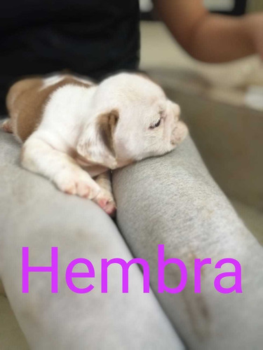 Imagen 6 de 7 de Cachorros Bulldog Ingles