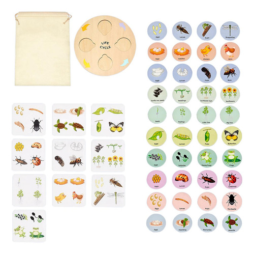 Life Cycle Tray Flash Cards Life Cycle Tray Para Niños