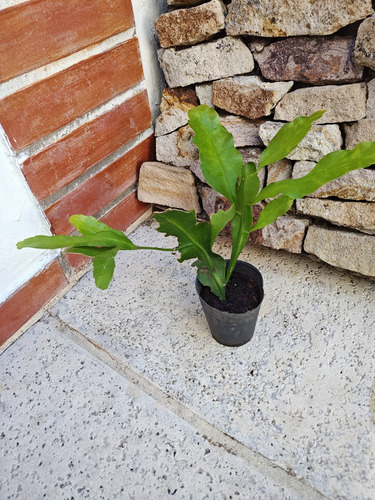 Planta Epiphylum Oxipetalum Blanca. Villa Mitre/ Centro