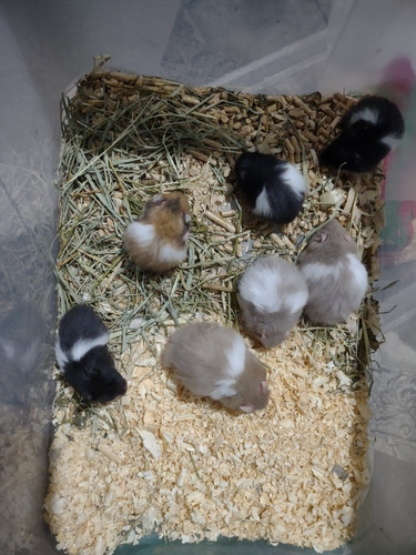Hamster Sírios Filhotes