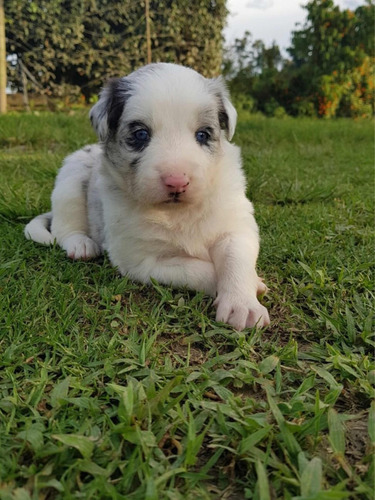 Border Collie Blue Merle Criadero Imperial Pets