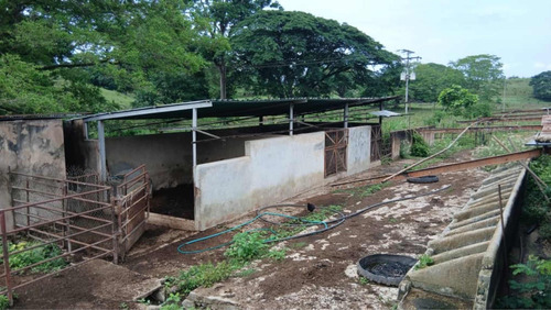 Finca Con Potencial Ganadero Tinaquillo