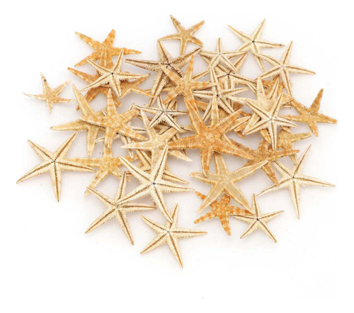 2 Beach Starfish-natural Seashells