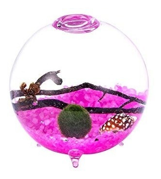 Mascota Terrario -kit 2.4  Patas Orbe De Cristal Con Living 