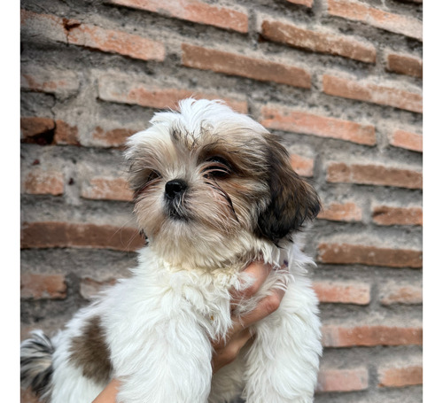 Shih Tzu