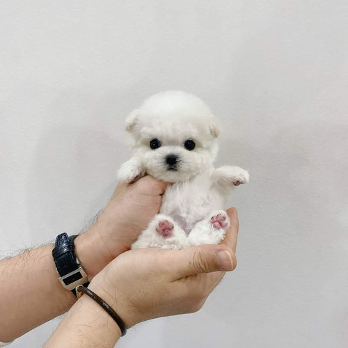 Cachorros French Poodle 