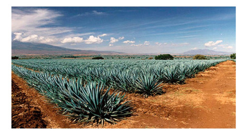Pack De 2 Tequila Don Julio 1942 750 Ml