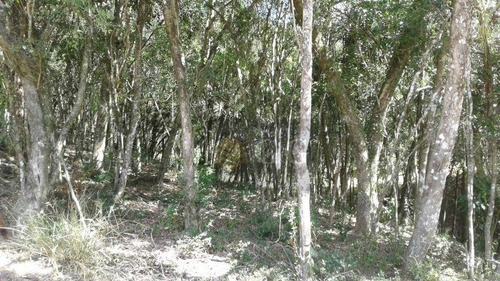 Imagem 3 de 24 de Casa Em Fase De Acabamento - Parque Florestal - Ca0892