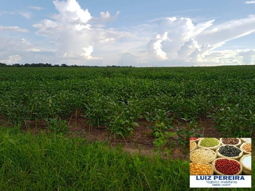 Imagem 3 de 15 de Fazenda À Venda Em Peixe - To - De 213 Alqueirões (agricultura) - 1700
