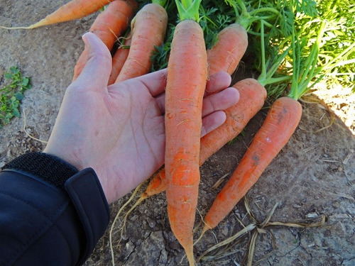 200 Sementes De Cenoura Nantes Variedade Da França Perfeitas