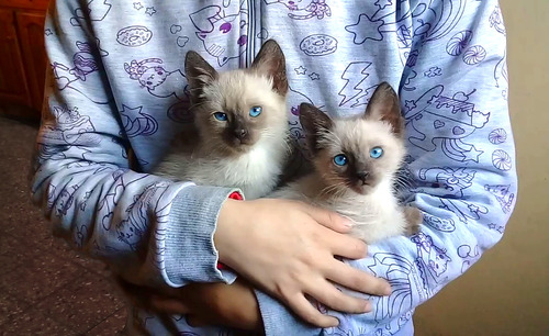 Gatitas Siames Hembritas - Hermosas !!! Envíos Consulte