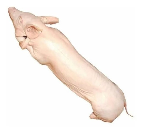Lechon Por Kg! Lechones Frescos 1ra Calidad Menor A 10kg