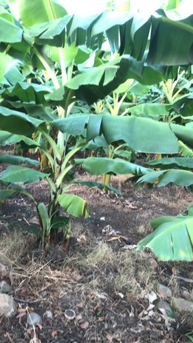 Terreno En Santiago Cienfuegos