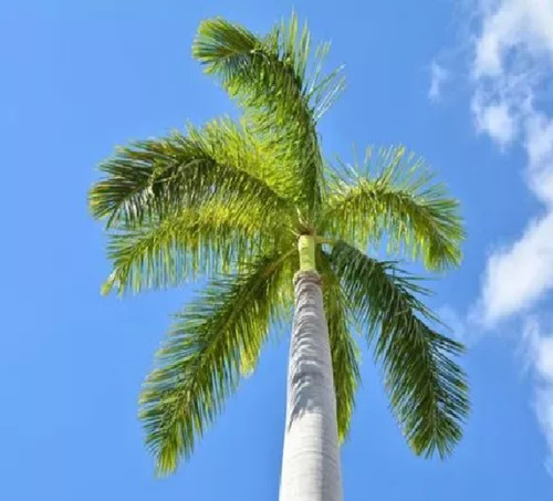 Palmera Real O Cuello De Botella 60cm Pd