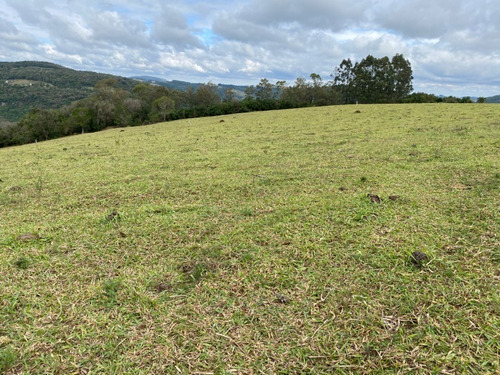 Chácara 10.000 M² - Lomba Grande - Novo Hamburgo - Rs - 2360 - 67778378