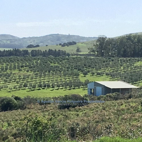 Chacra Con Olivos A 8 Km De Pan De Azucar