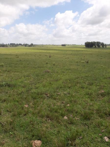 Se Vende Campo De 140 Hectáreas A 25 Km De Melo ,pegado A La Posta Del Chuy Sobre Ruta 26. Muy Buenos Suelos. Usd4000 Por Hectárea - Melo