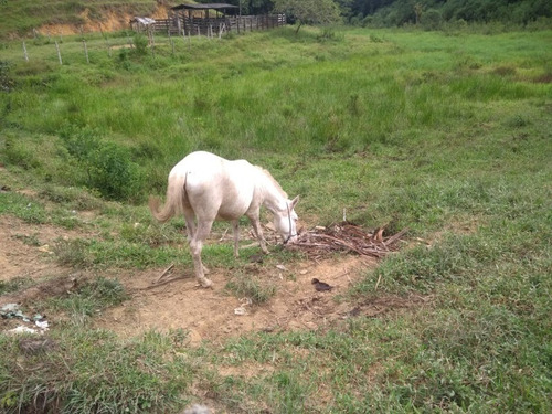 Fazenda - Fa00004 - 67650297
