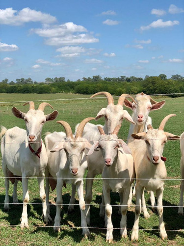 Venta Campo De 56 Hectáreas En Ruta 34, Pilar, Gba Norte