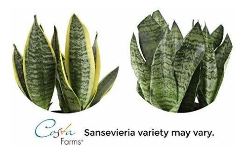 Costa Farms Sansevieria Planta De Interior En Vivo De Serpie