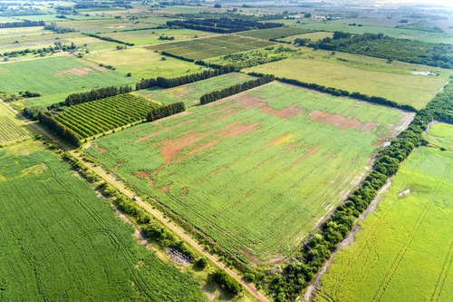 Imagen 3 de 10 de Chacras Venta Carmelo Paraje Colonia Estrella