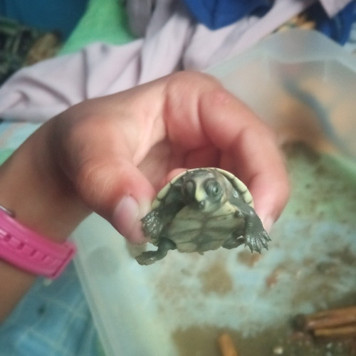 Tortuga Semi Acuática