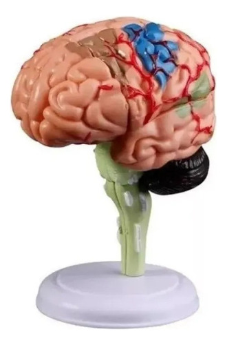 Vo Ss 4d Desmontado Modelo Anatômico Do Cérebro Humano