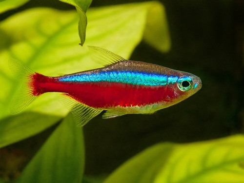 Tetra Cardenal X5 Paracheirodon Axelrodi Peces Acuario