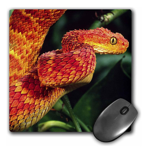 3drose Llc 8 X 8 X 0,25 Arbusto Africano Víbora Serpiente Da
