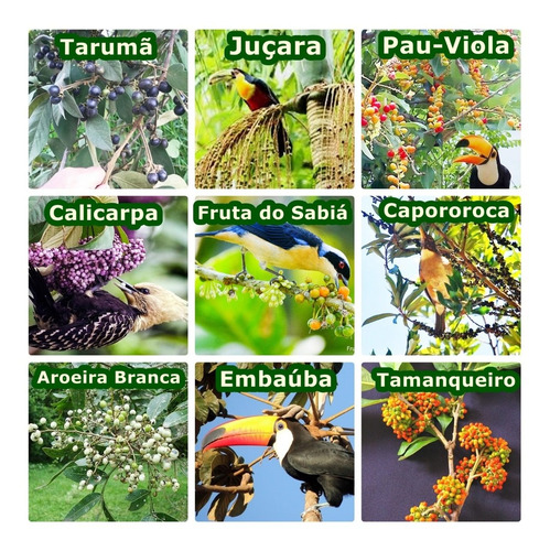 Imagem 1 de 5 de Mix 400 Sementes De Árvores Para Pássaros -  Frutíferas