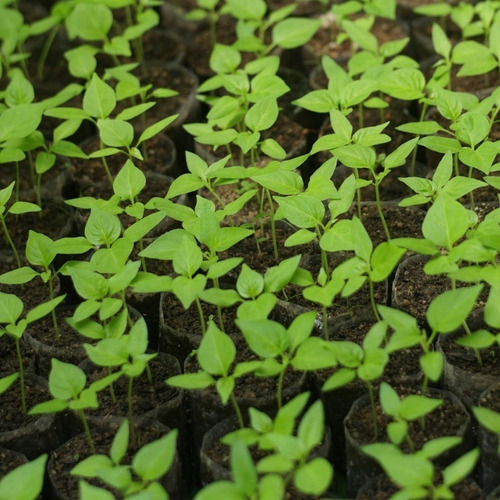 Casca Palha De Arroz Substrato Cactos Suculentas Planta 100l