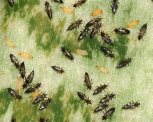 Insecticida Organico Neem+canela+clavo Amplio Espectro 1 Lt