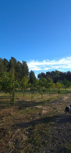 Parcela En Venta, Pelarco, Sector Lo Patricio