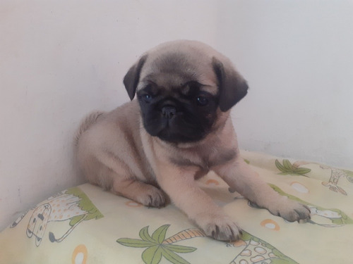 Imagem 2 de 5 de Pug