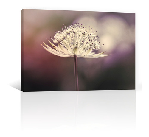 Cuadro Decorativo Lienzo Canvas Flores Astrantia Silvestre