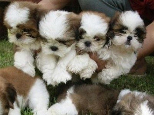 Perros Shitzu Cachorros Shih Tzu Puppy Cachorritos