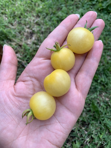 Semillas De Tomate Cherry Blanco  Mirabelle Blanche (solan