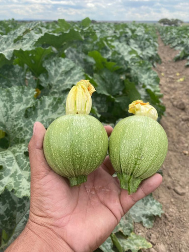 Semilla De Calabaza Redonda Hibrida Siena F1 Westar Seeds
