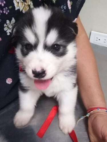 Imagen 4 de 8 de Cachorros Husky - Alaska Malamute