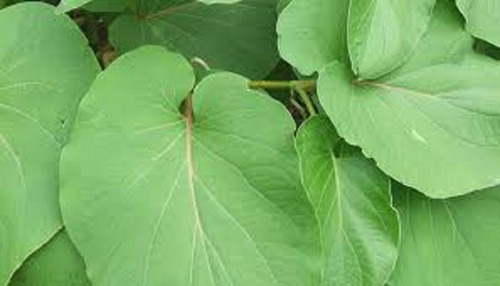 60 Hojas Frescas De Hoja Santa, Hierba Santa O Acuyo
