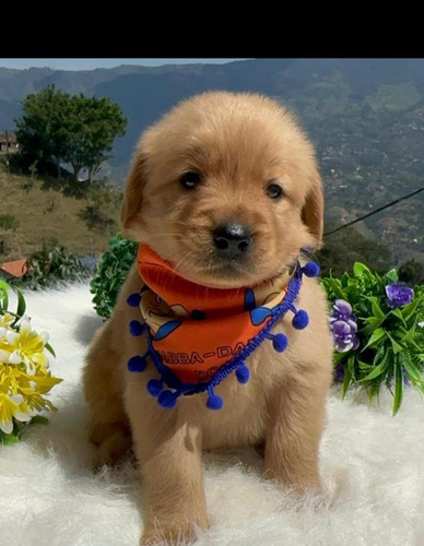 Cachorros Golden Retriever