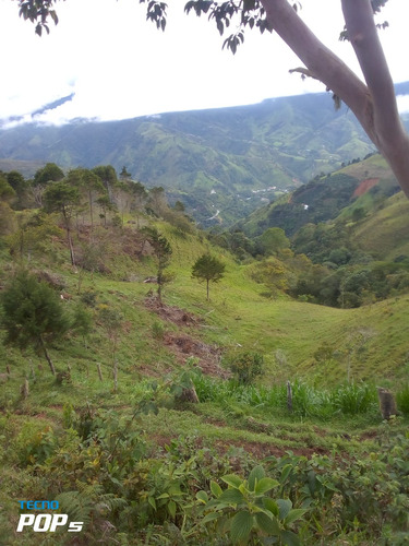 Vendo Finca 22 Hectáreas Cañasgordas 