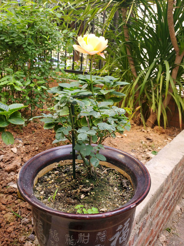 Pbf Soporte Grande For Macetas De Jardín For Orquídeas Y