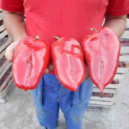 150 Semillas Pimiento Gigante Oreja De Elefante