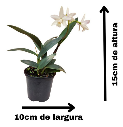 Mini Cattleya Branca Cruzamento Sophronitis Orquidea Exótica