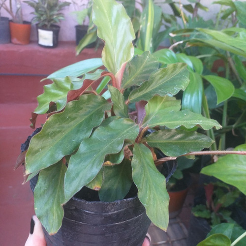 Planta Calathea Rufibarba. Goeppertia Rufibarba.