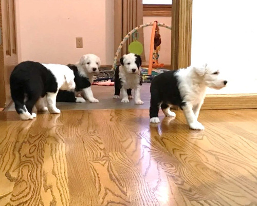 Cachorros Pastor Ingles En280