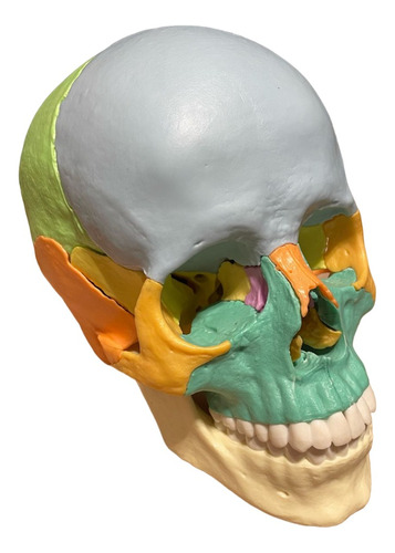 Modelo De Cráneo Desmontable Para Estudio Anatómico