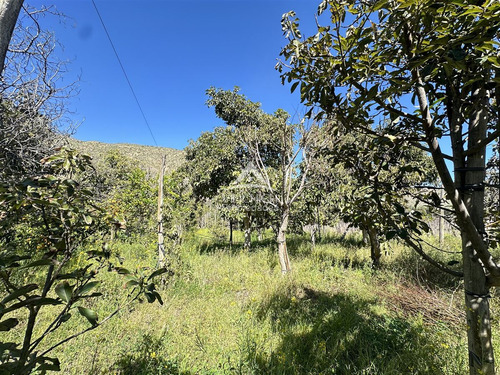 Agrícola En Venta En Vicuña