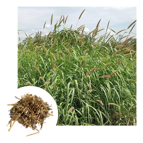 Sementes De Capim Buffel Grass - Pac C/ 8kg